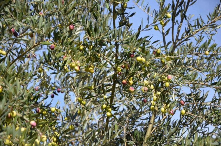 Pourquoi consommer de l'huile d'olive artisanale ?