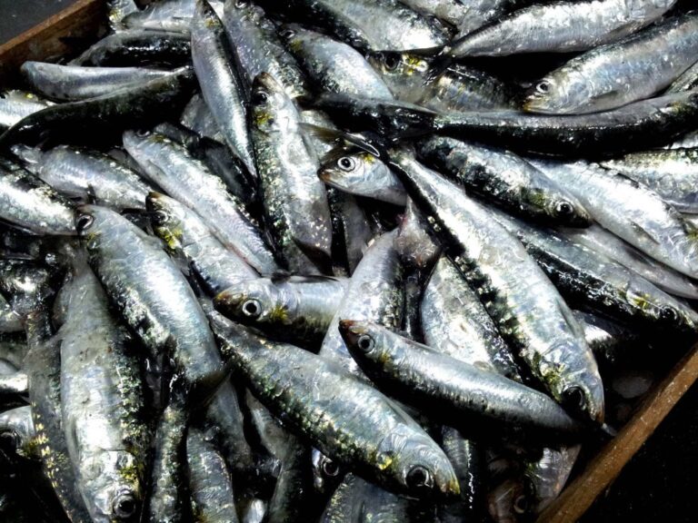 Conserves de poisson