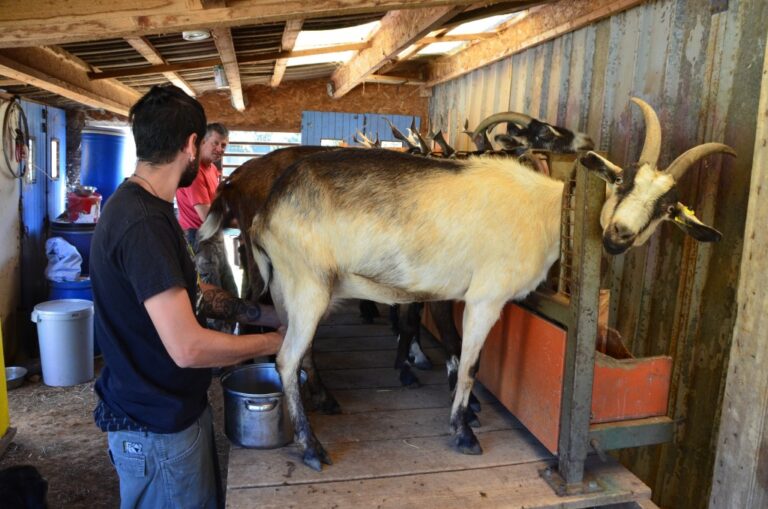 Chèvre Rit de Didier