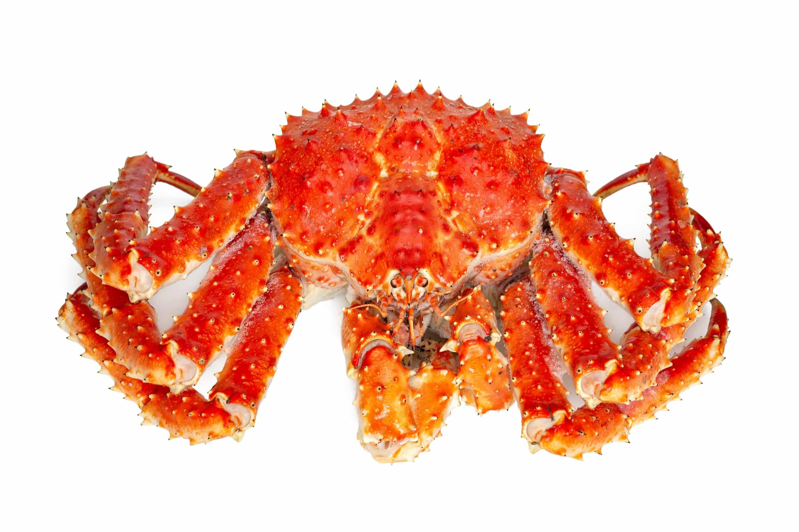 crabe royal de kamchatka