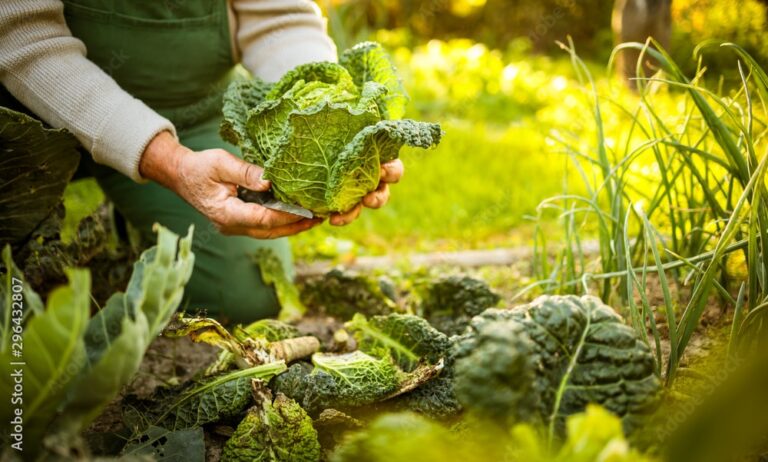 qu'est ce que la permaculture