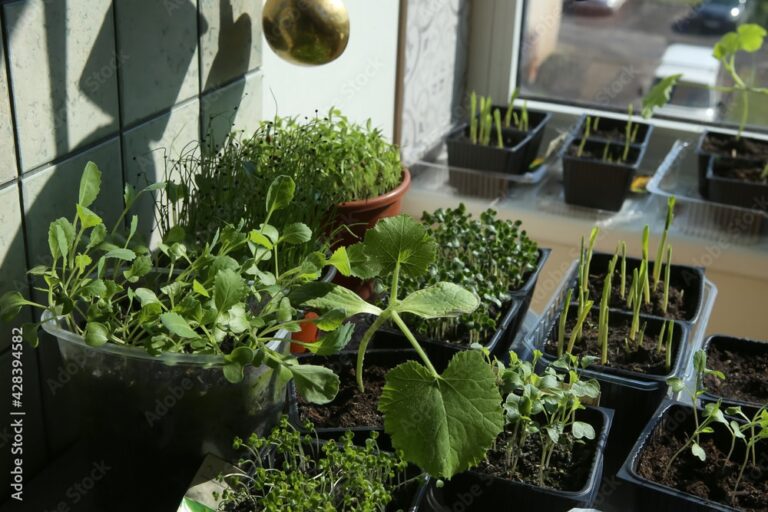 potager intérieur