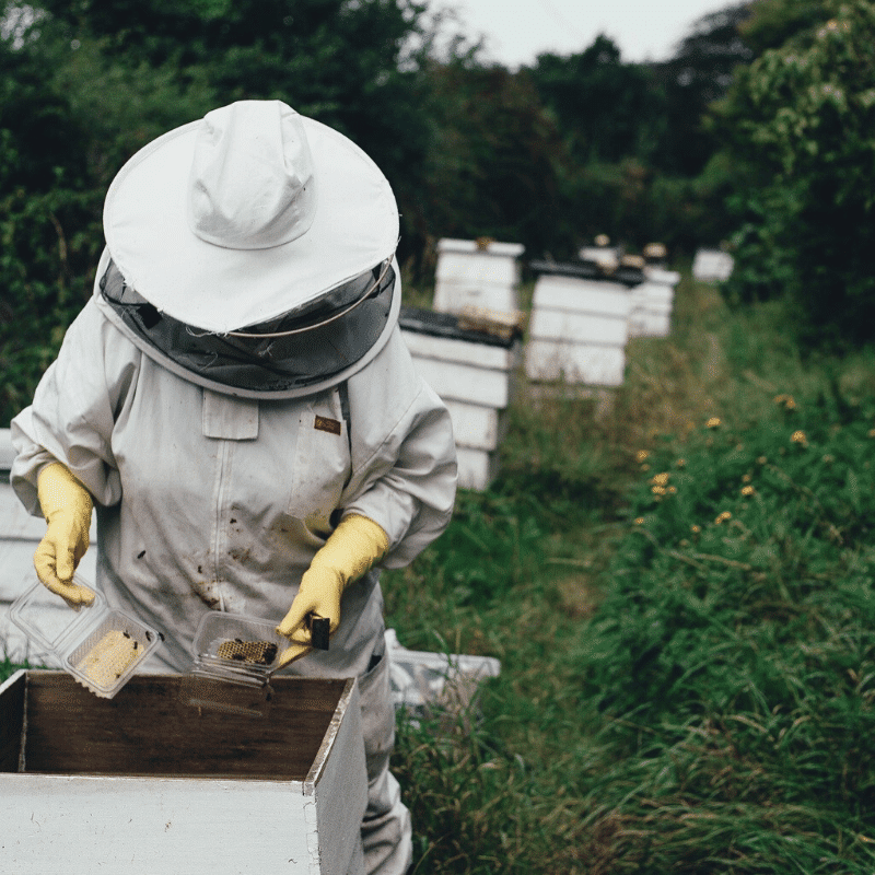 apiculteur-provence